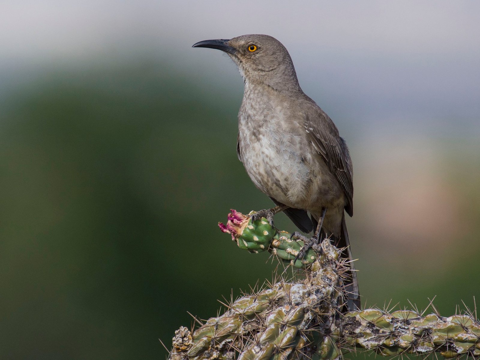 huitlacoche bird